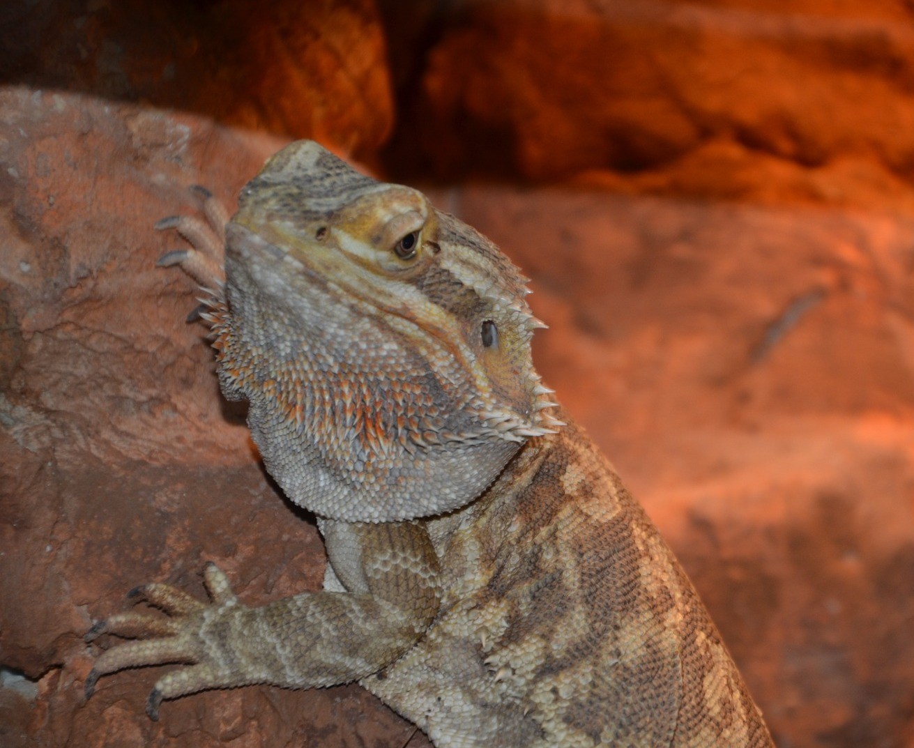 Bearded dragon