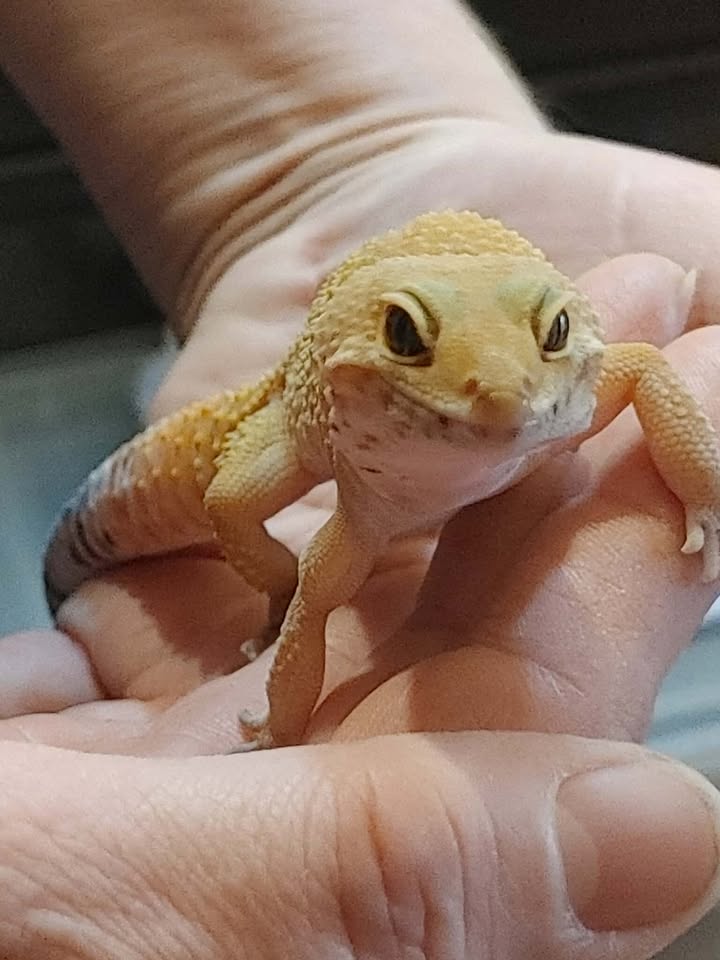 Leopard gecko
