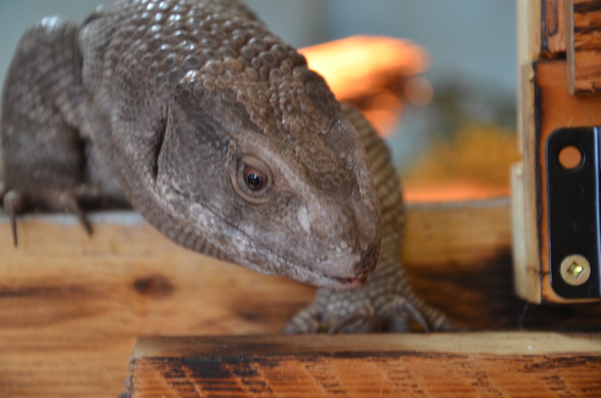 Little Foot the monitor lizard